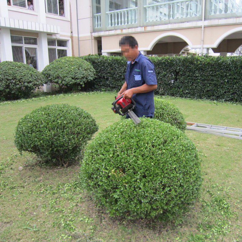 上海綠化養護 從草坪修剪到植物租賃的一站式服務