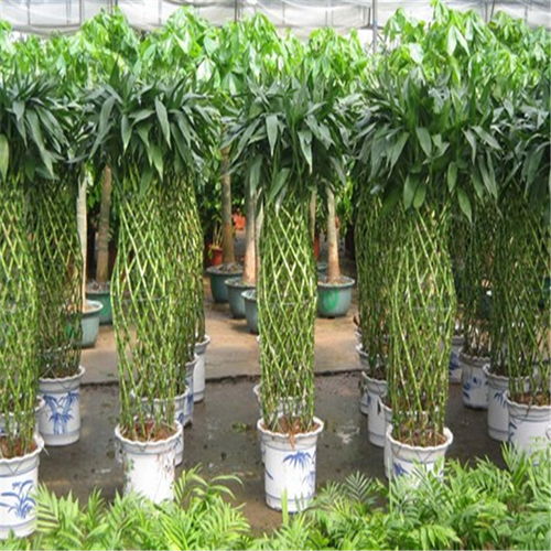 鼓樓區(qū)酒店綠植租賃 專業(yè)養(yǎng)護(hù)服務(wù)，打造可持續(xù)的生態(tài)美學(xué)空間