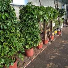 貴華園嶺南盆景種植中心 匠心守護(hù)綠意，專業(yè)妝點(diǎn)空間