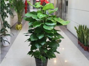 上海莘莊、七寶、航華、龍柏地區專業植物租擺與花卉租賃服務全解析